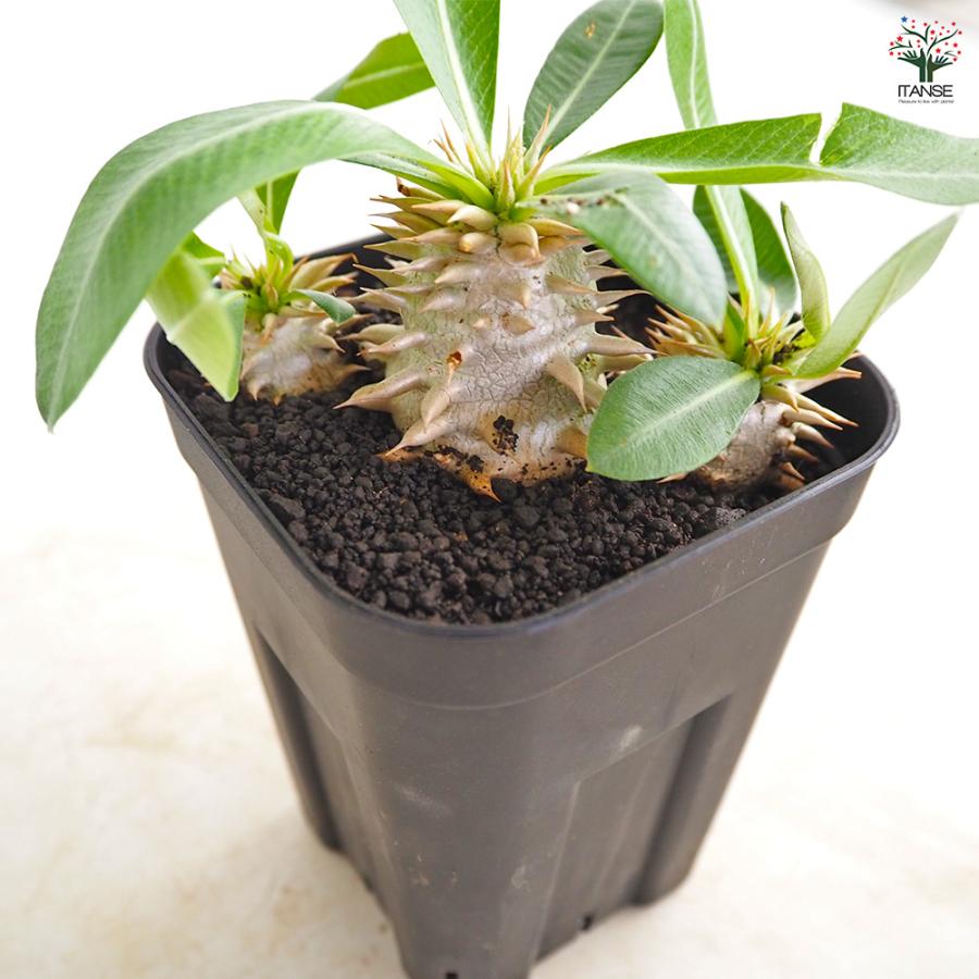 パキポディウム エビス大黒 多肉植物 3.5号/1個売り 塊根植物