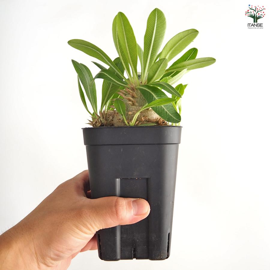 パキポディウム エビス大黒 多肉植物 3.5号/1個売り 塊根植物