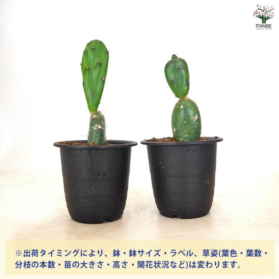 サボテン オプンチア 墨こけし 多肉植物 3号/1個売り さぼてん 仙人掌