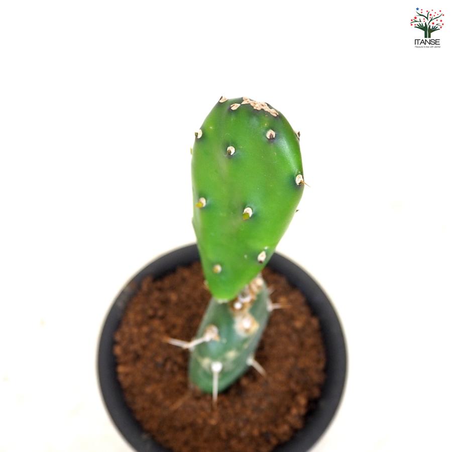 サボテン オプンチア 墨こけし 多肉植物 3号/1個売り さぼてん 仙人掌