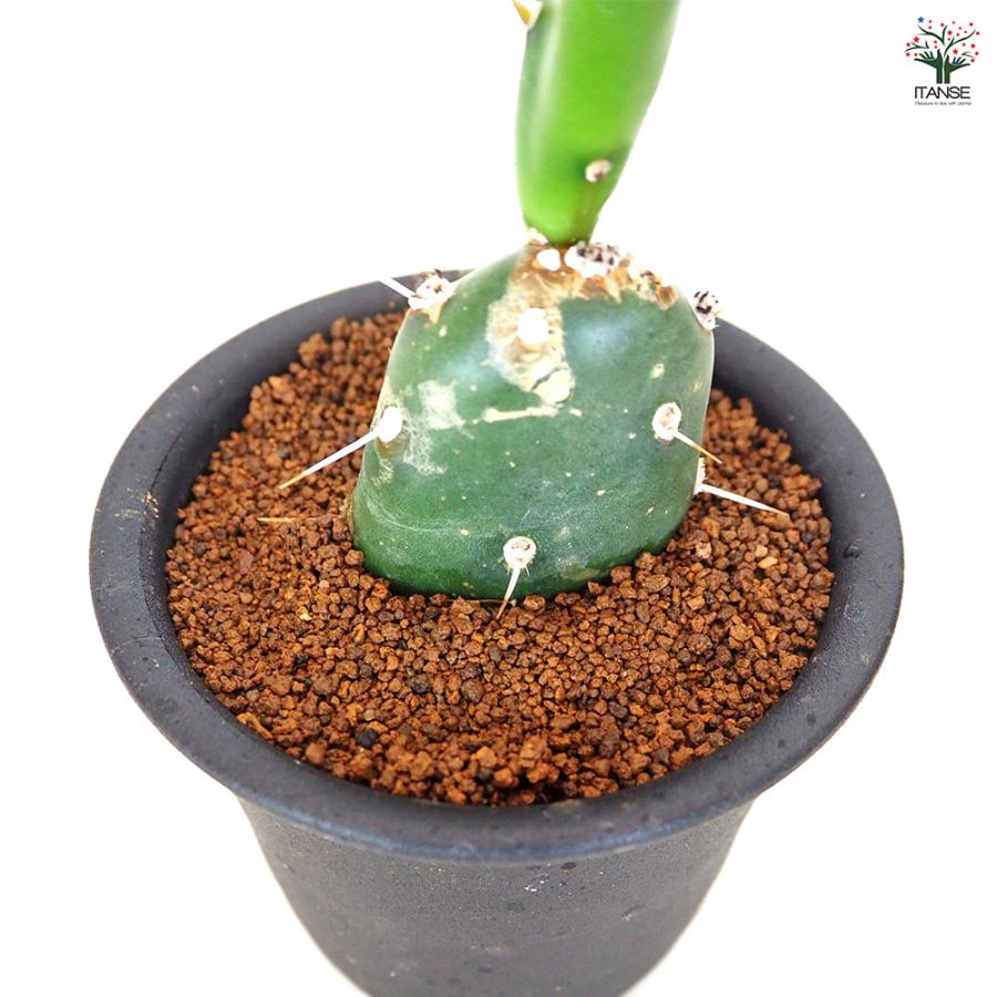 サボテン オプンチア 墨こけし 多肉植物 3号/1個売り さぼてん 仙人掌