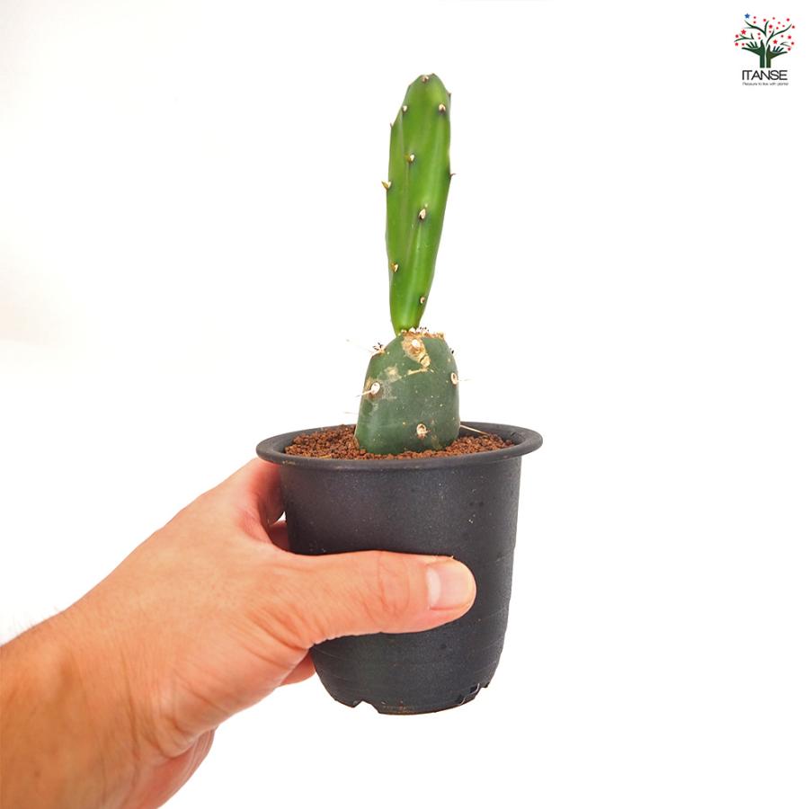 サボテン オプンチア 墨こけし 多肉植物 3号/1個売り さぼてん 仙人掌