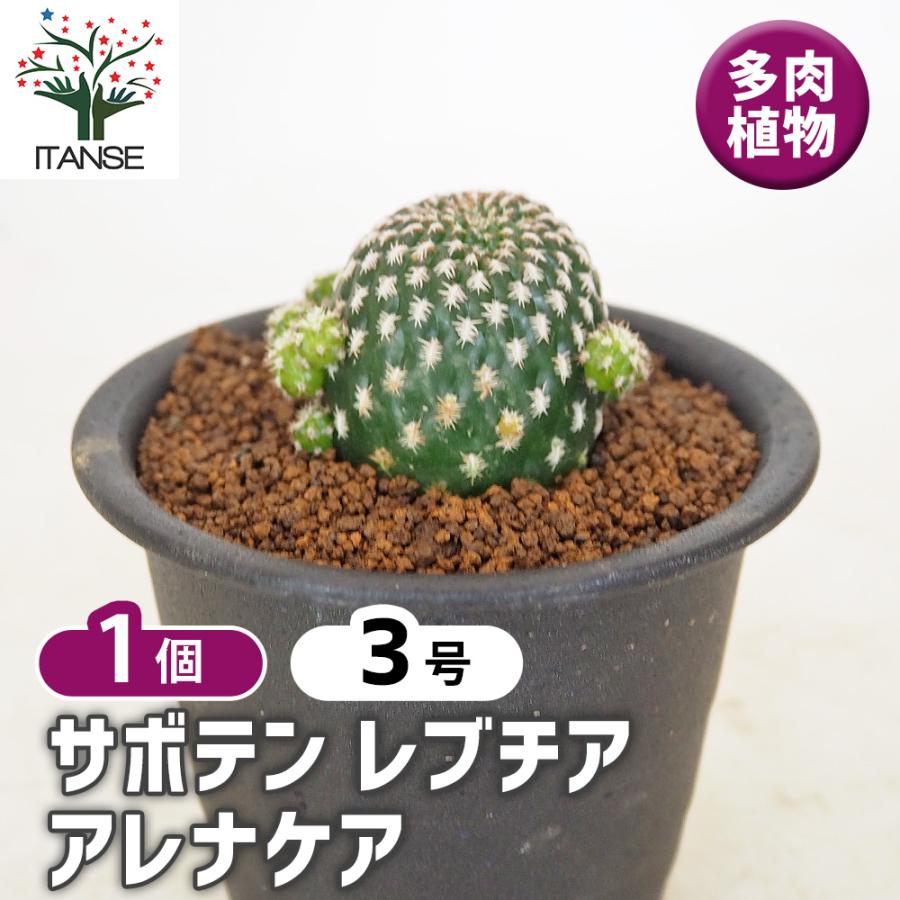 サボテン レブチア アレナケア 多肉植物 3号/1個売り さぼてん 仙人掌