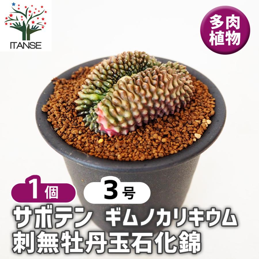 2026年最新】Yahoo!オークション - サボテン(サボテン)の中古品・新品