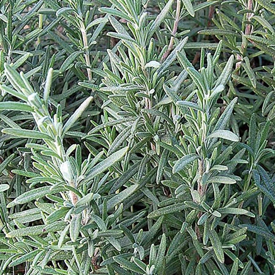 ローズマリー マンネンロー 本格こだわりハーブティーバック 2g 個 高品質 モロッコ原産 紅茶 送料無料 Tea 野菜苗 植物 青果物販売のitanse 通販 Yahoo ショッピング