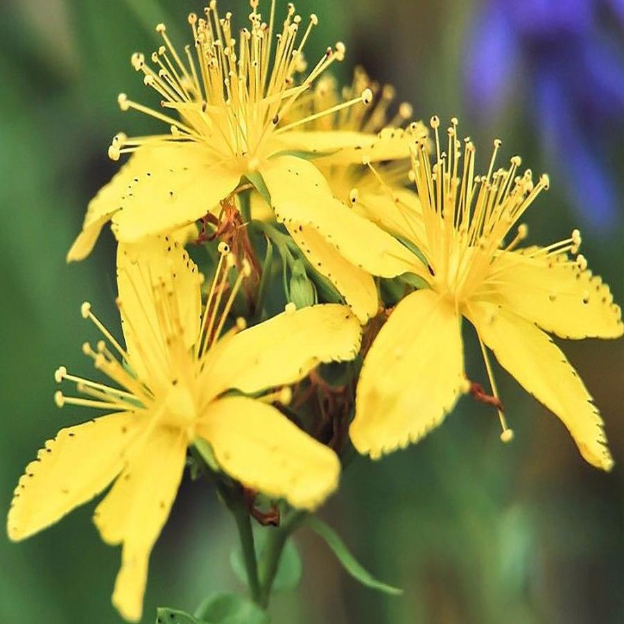 セントジョーンズワート 本格こだわりハーブティーバック 2g 個 高品質 スペイン原産 紅茶 送料無料 Tea 野菜苗 植物 青果物販売のitanse 通販 Yahoo ショッピング