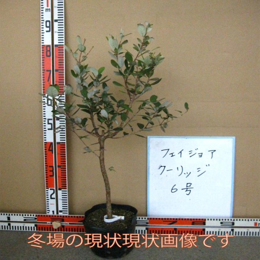 ITANSE フェイジョア クーリッジ 花も美しい庭園向き果樹18cmポット