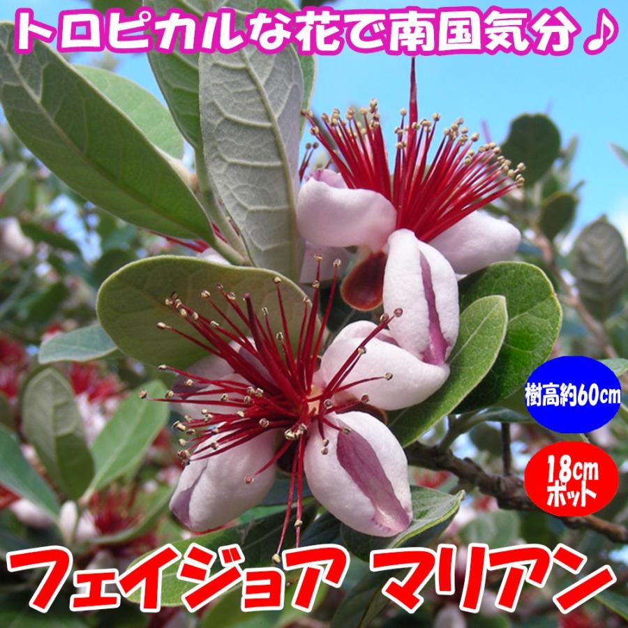 フェイジョア マリアン 花も美しい庭園向き果樹18cmポット 樹高約40 60cm1本 九州圃場より直送 送料無料 Tre 野菜苗 植物 青果物販売のitanse 通販 Yahoo ショッピング