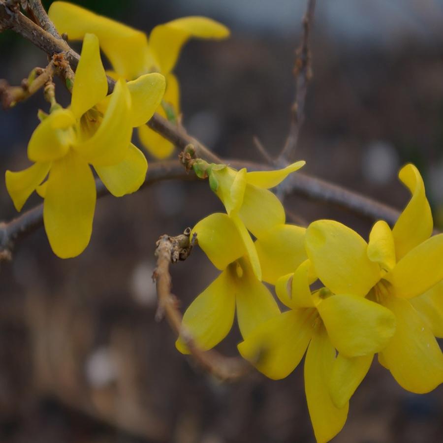 レンギョウ クムソン 庭園向き果樹24cmポット 樹高約30 50cm1本 九州圃場より直送 送料無料 Tre 野菜苗 植物 青果物販売のitanse 通販 Yahoo ショッピング