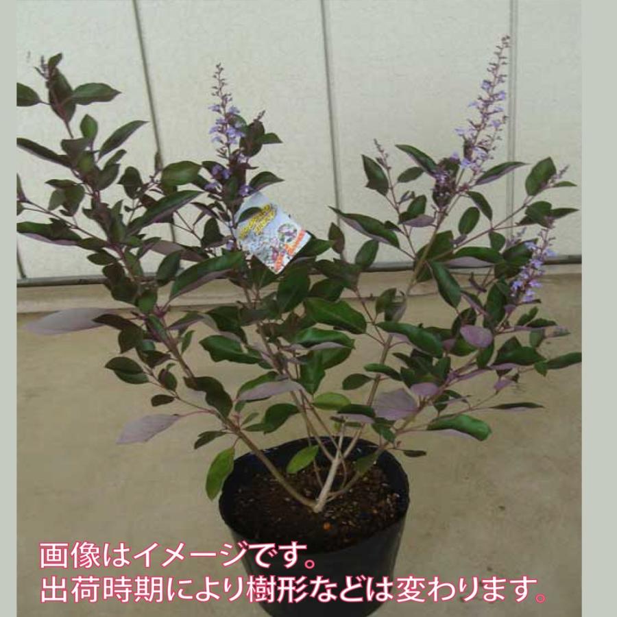 ITANSE セイヨウニンジンボクプルプレア(ミツバハマゴウ) 果樹21cm