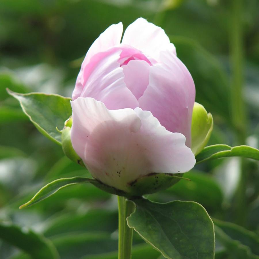 修景バラ 雅 みやび 果樹24cmポット 樹高約30cm1本 九州圃場より直送 送料無料 Tre 野菜苗 植物 青果物販売のitanse 通販 Yahoo ショッピング