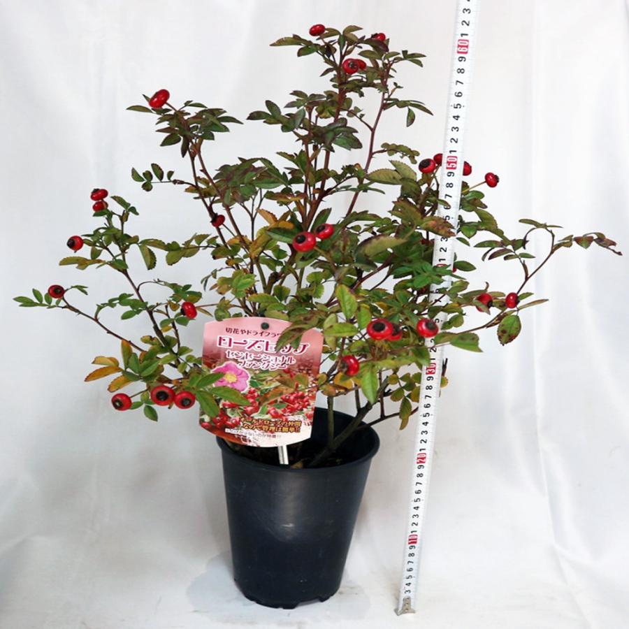 ITANSE ローズヒップ センセーショナルファンタジー 薔薇苗硬質15cm