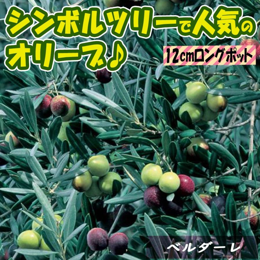 オリーブ苗 オリーブ ベルダーレ 果樹苗 2 3年生挿し木苗 12cmロングポット 1個 送料無料 Tre 野菜苗 植物 青果物販売のitanse 通販 Yahoo ショッピング