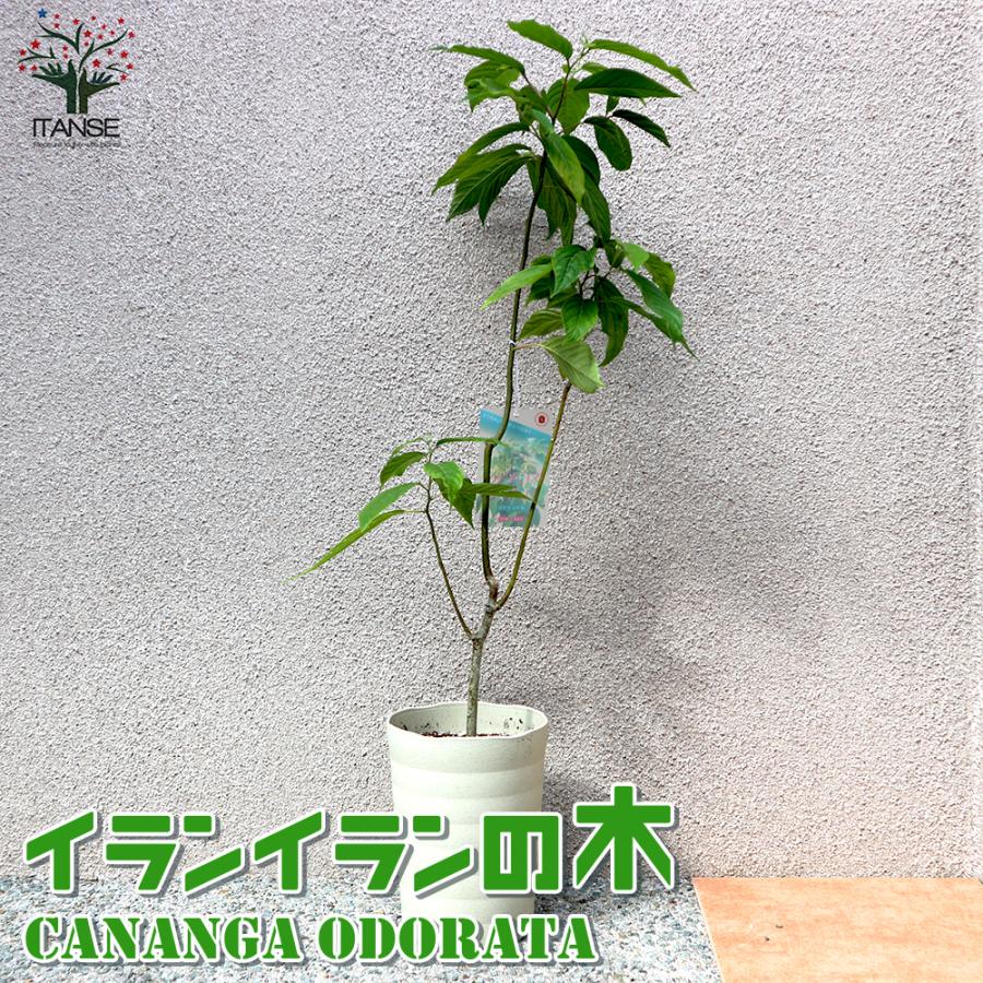 花木苗 イランイランの木 5 6号鉢 1個 苗 苗木 送料無料 Tre 野菜苗 植物 青果物販売のitanse 通販 Yahoo ショッピング