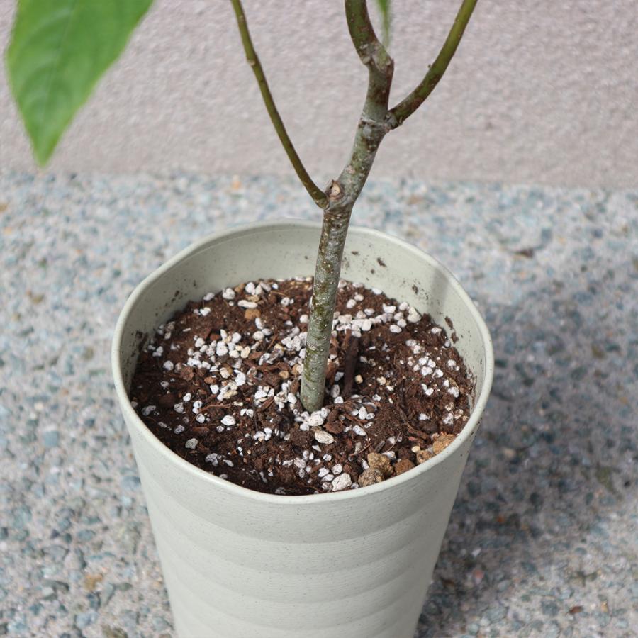 花木苗 イランイランの木 5 6号鉢 1個 苗 苗木 送料無料 Tre 野菜苗 植物 青果物販売のitanse 通販 Yahoo ショッピング