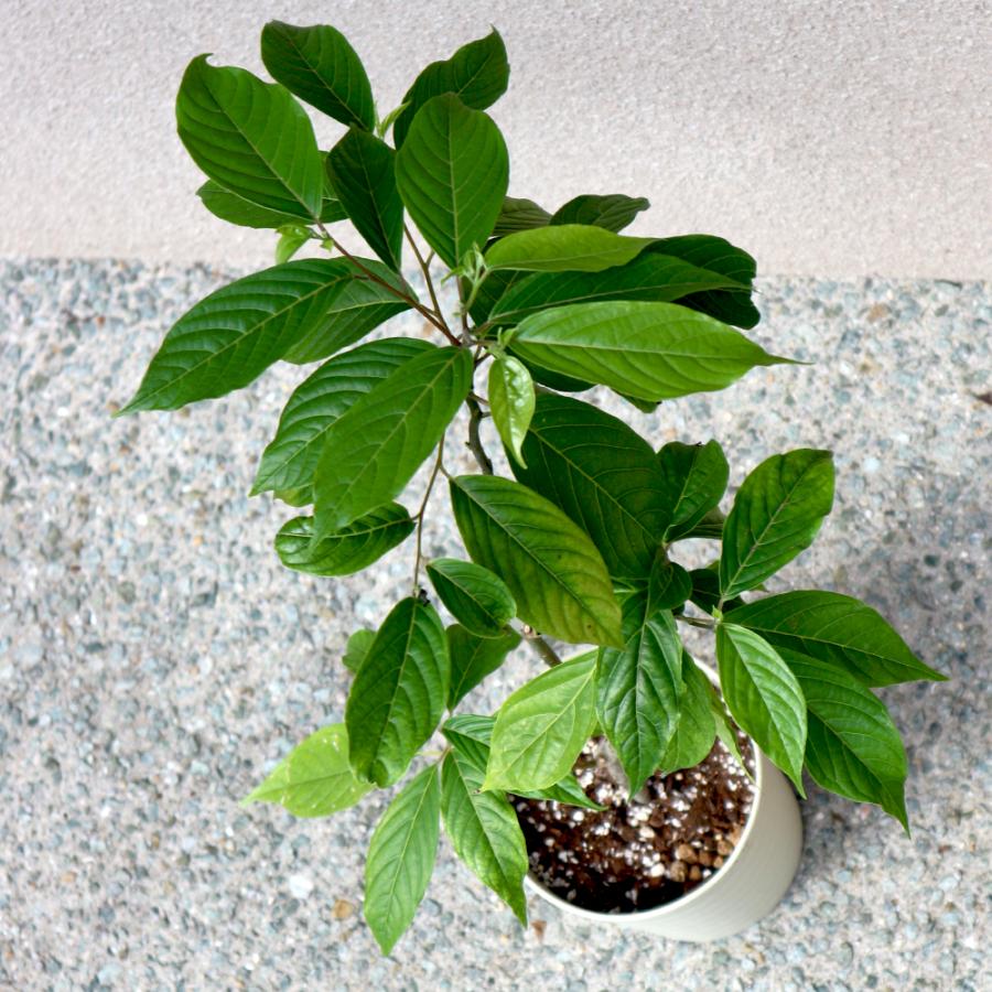 花木苗 イランイランの木 5 6号鉢 1個 苗 苗木 送料無料 Tre 野菜苗 植物 青果物販売のitanse 通販 Yahoo ショッピング