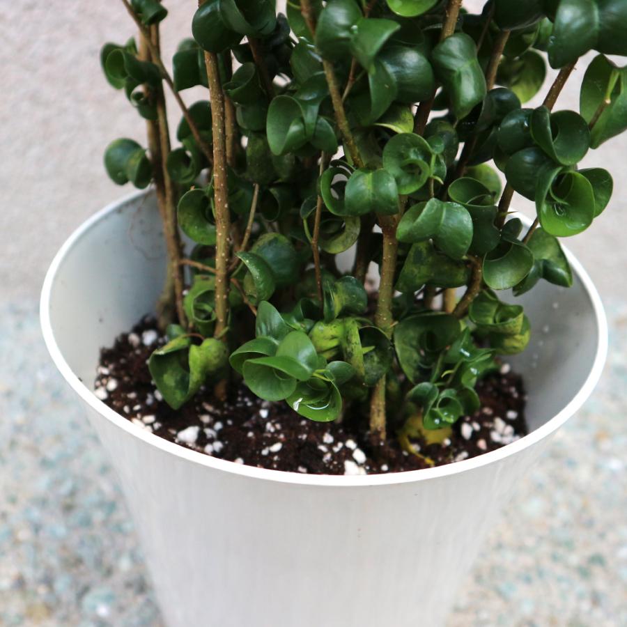 ITANSE 観葉植物 フィカス・ベンジャミン・バロック6号プラスチック鉢 