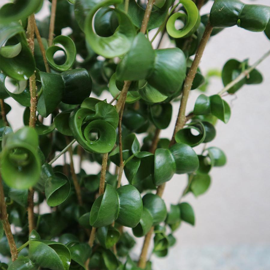 ベンジャミン 6個 itanse_tre00028