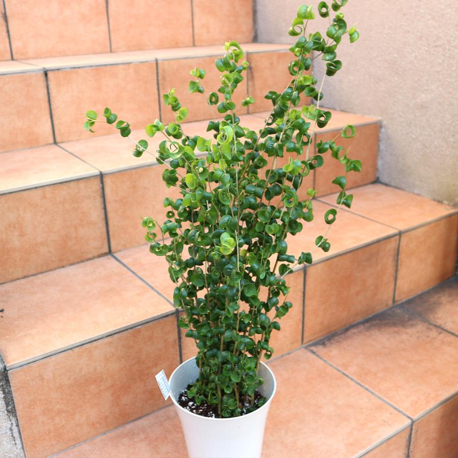 ITANSE 観葉植物 フィカス・ベンジャミン・バロック6号プラスチック鉢
