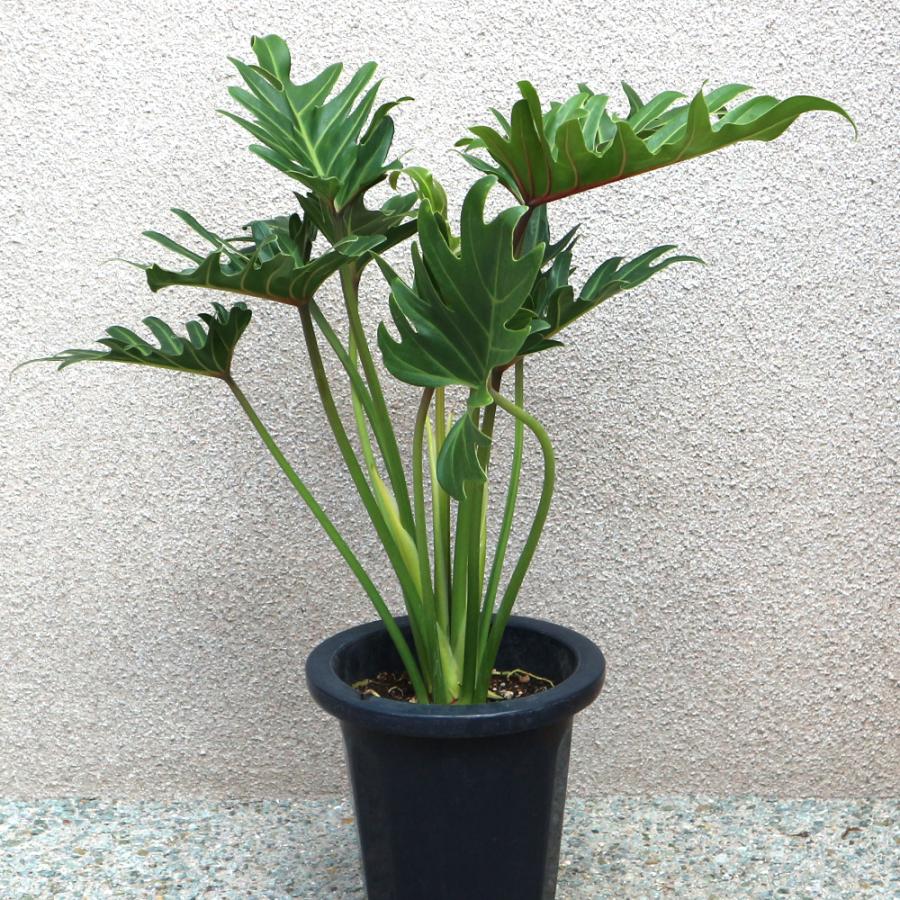 クッカバラ　観葉植物 ITANSE 観葉植物 クッカバラ プラスチック鉢 大型 7号鉢 1個 送料無料