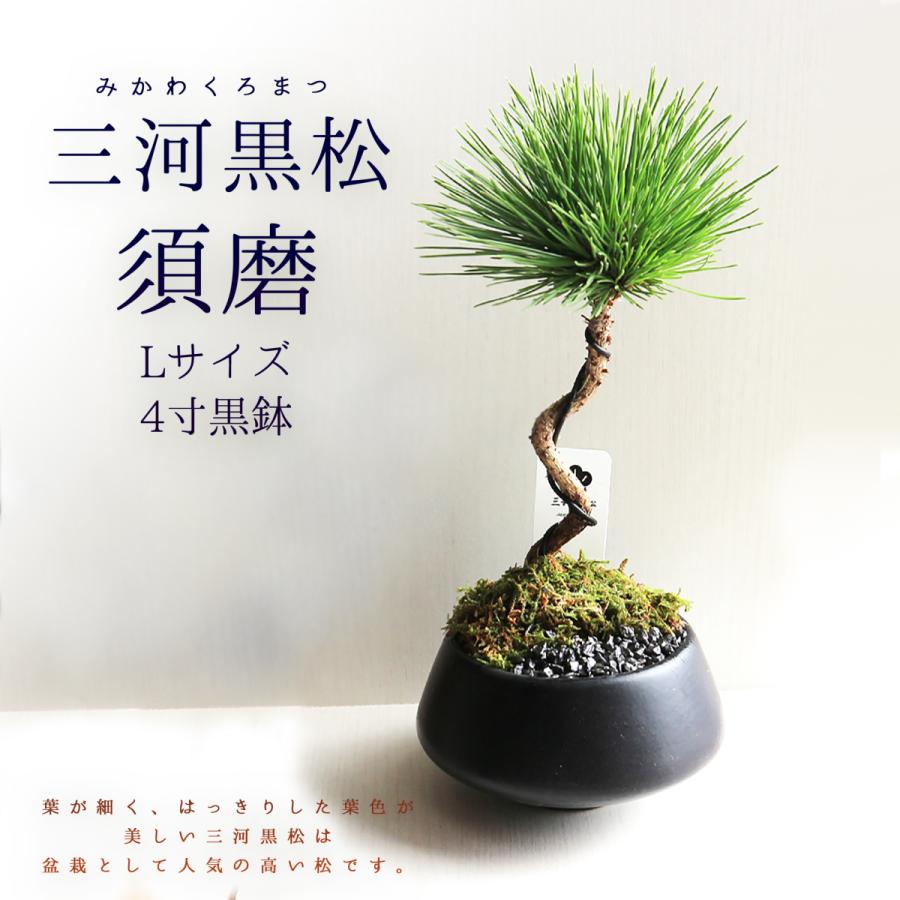 ITANSE 盆栽 三河黒松 須磨L 四寸 1個売り 送料無料 イタンセ公式
