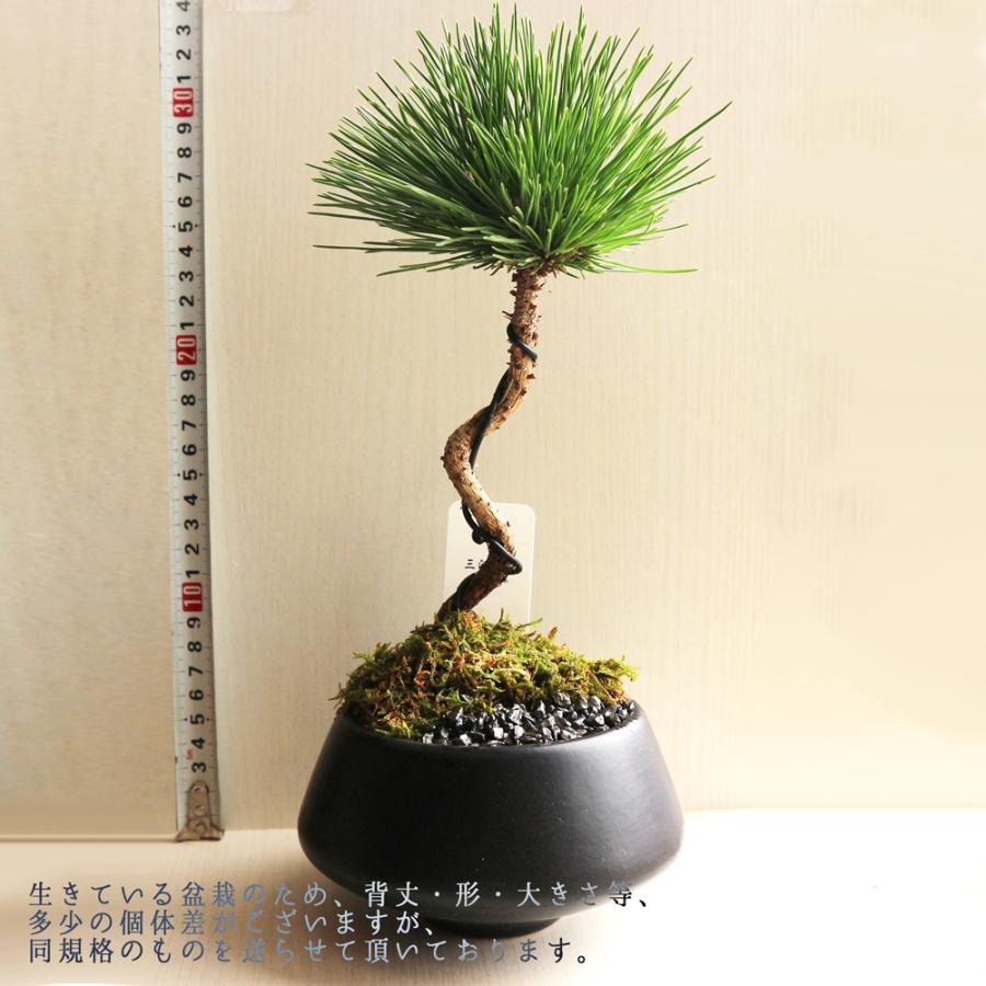 ITANSE 盆栽 三河黒松 須磨L 四寸 1個売り 送料無料 イタンセ公式