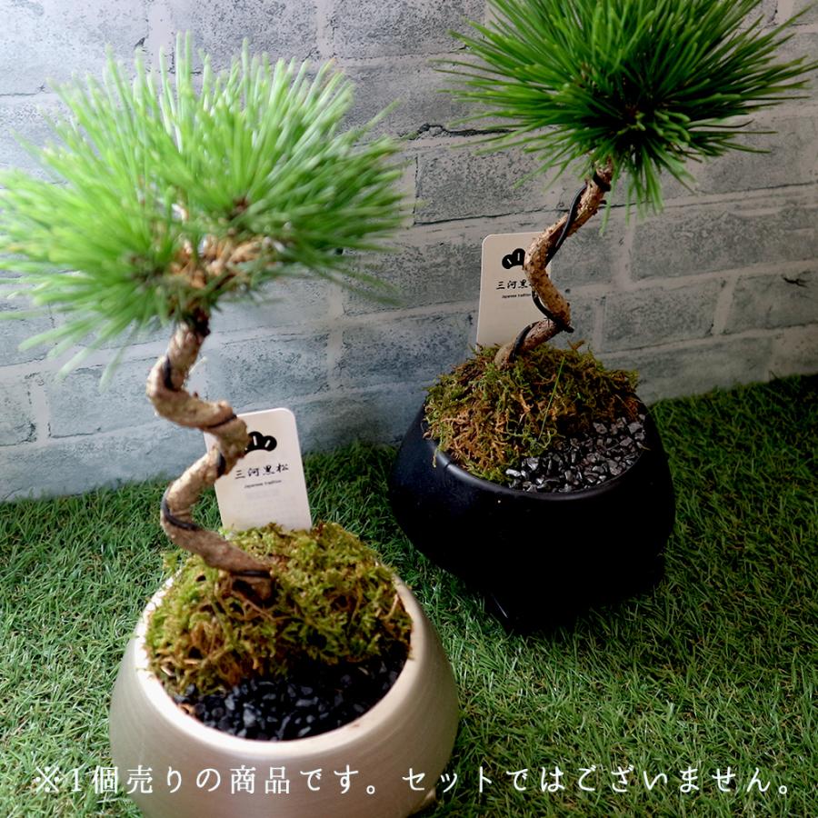 盆栽まとめ売り】黒松2本 花梨1本 紅葉1本 盆栽まとめ売り】黒松2本