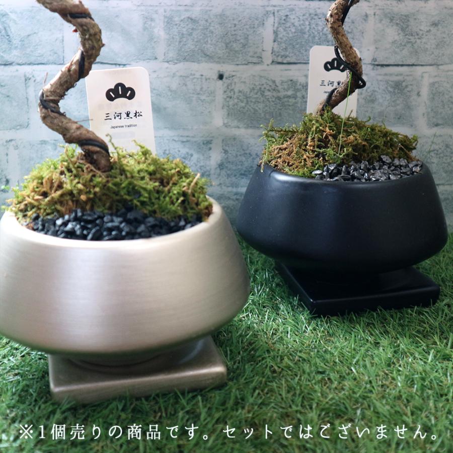 ITANSE 盆栽 三河黒松 須磨L 四寸 1個売り 送料無料 イタンセ公式