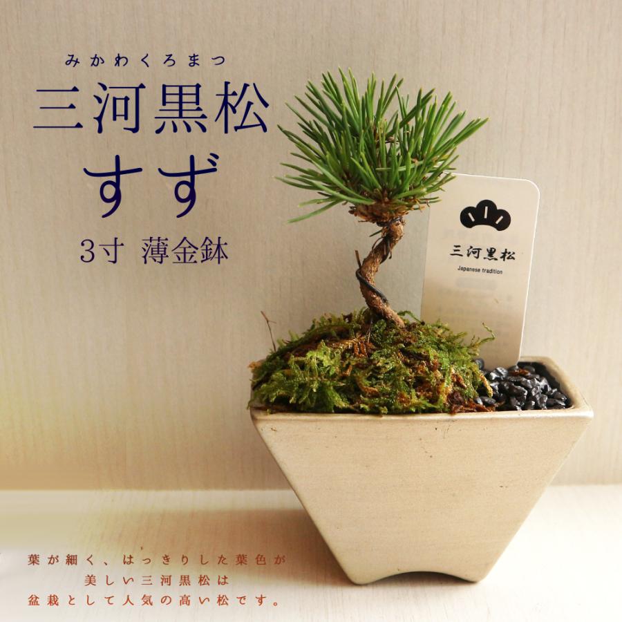 2026年最新】Yahoo!オークション - 黒松(花、園芸)の中古品・新品・未