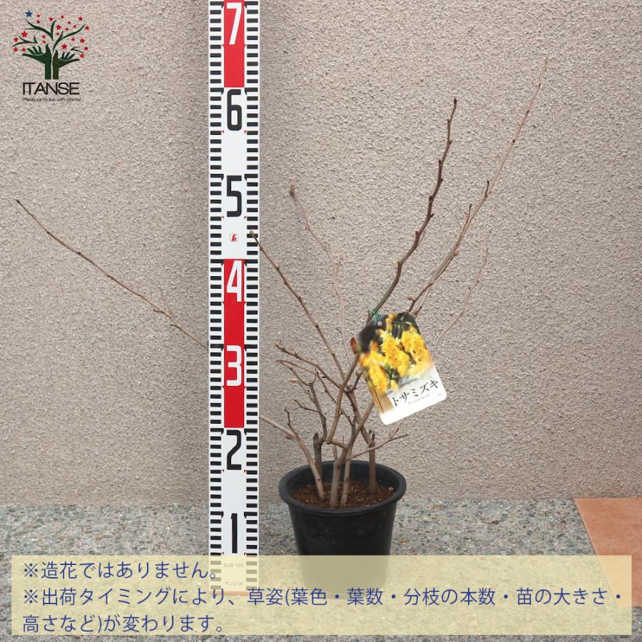 ITANSE 土佐ミズキ(土佐水木)の苗 庭木 5号鉢 1個売り 植木 花木 観賞