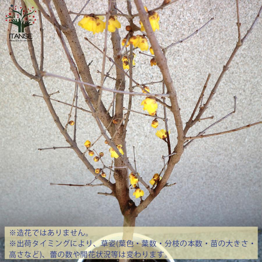 ITANSE 福寿ロウバイの苗 庭木 7号鉢大苗 1個売り 福寿 フクジュ