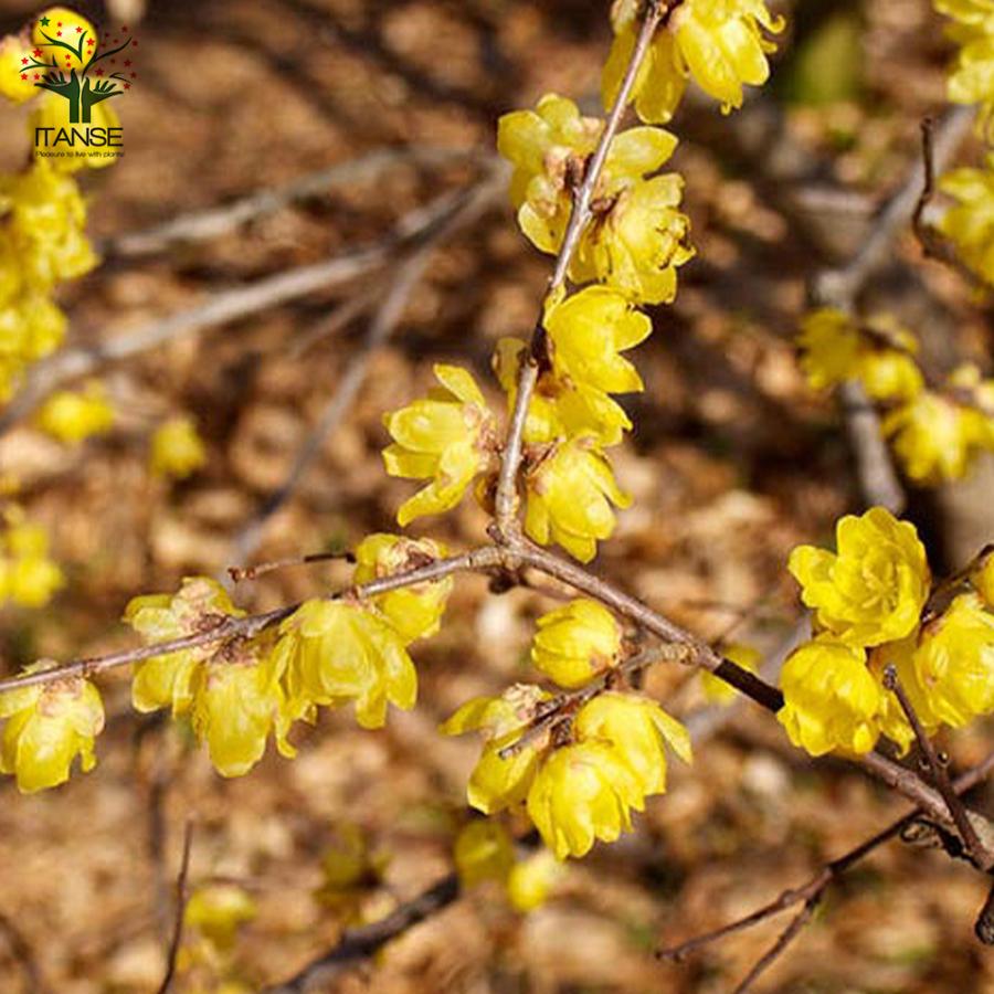 ITANSE 福寿ロウバイの苗 庭木 7号鉢大苗 1個売り 福寿 フクジュ