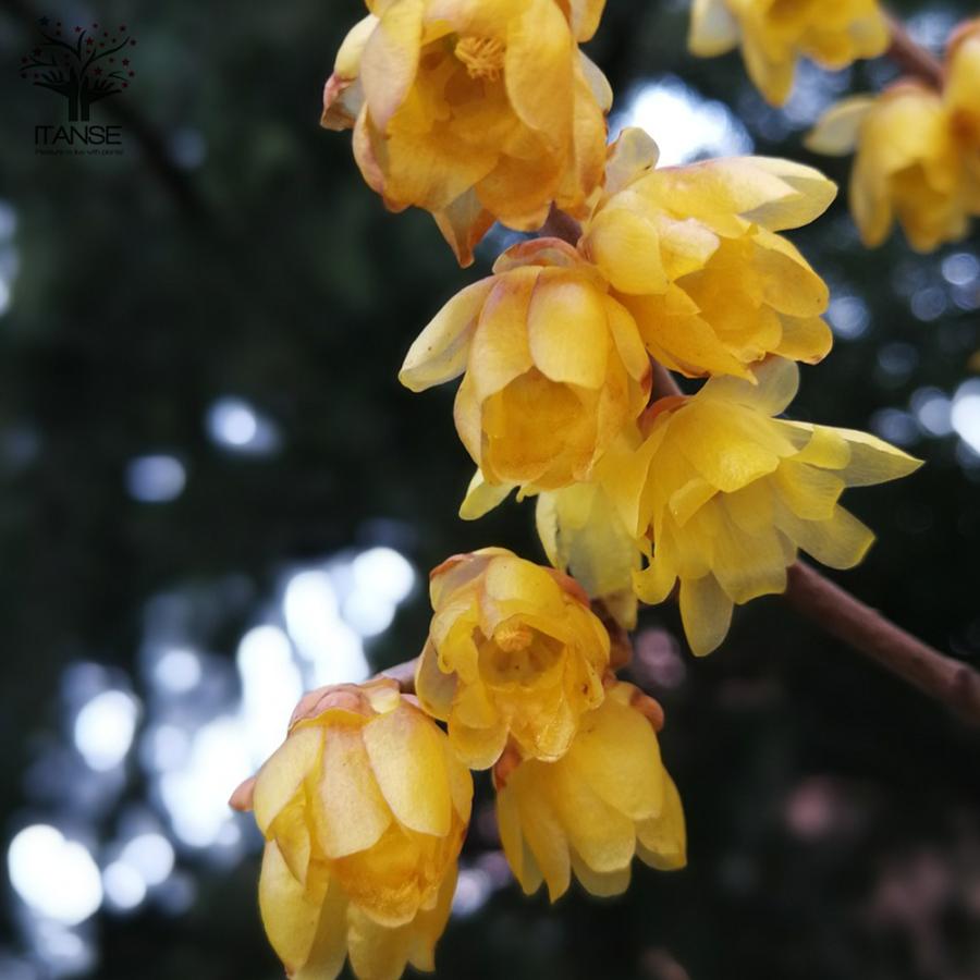 ITANSE 福寿ロウバイの苗 庭木 7号鉢大苗 1個売り 福寿 フクジュ