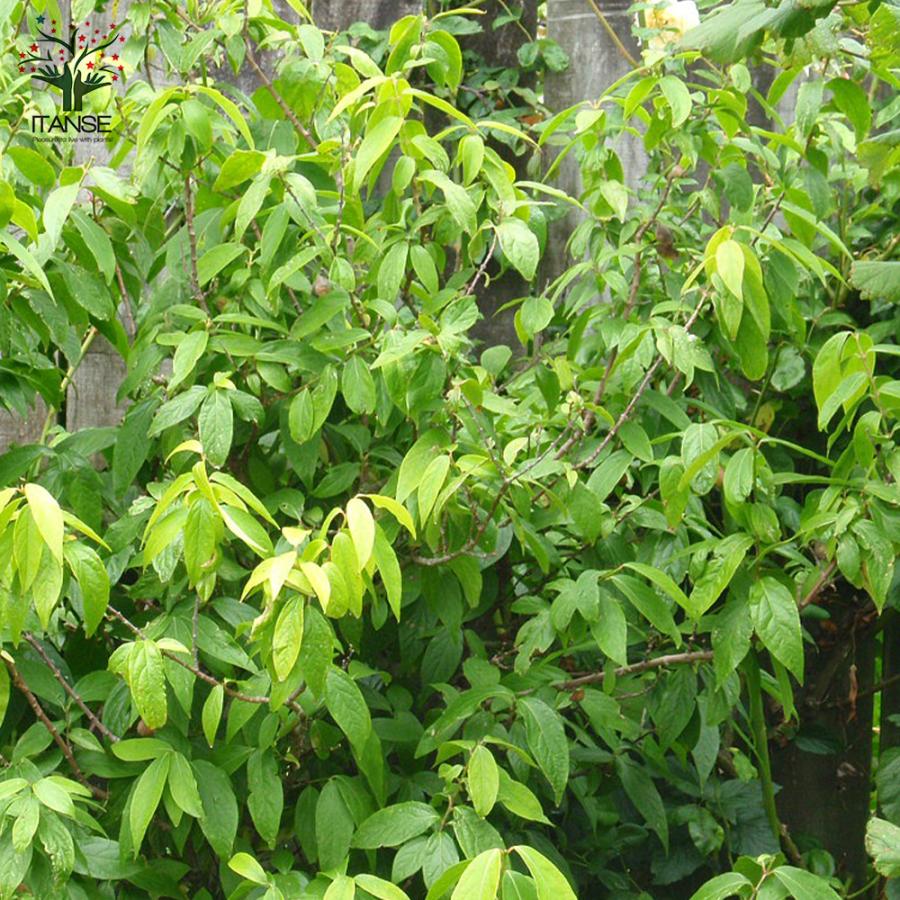 ITANSE 福寿ロウバイの苗 庭木 7号鉢大苗 1個売り 福寿 フクジュ