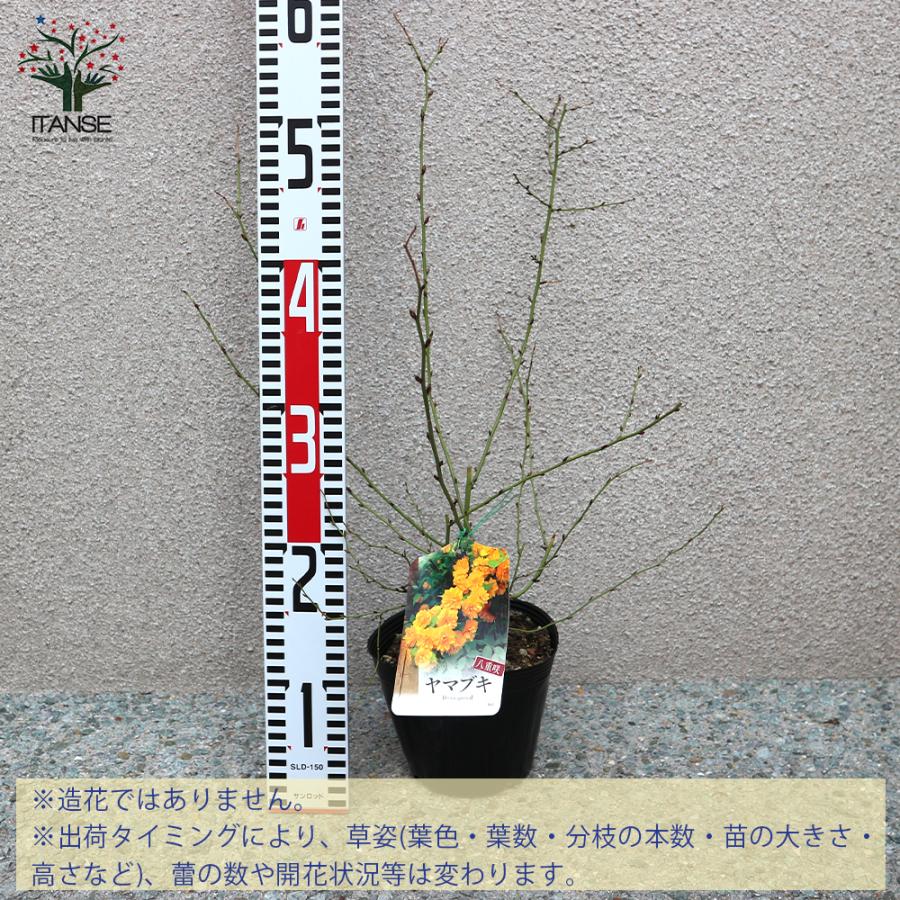 ITANSE ヤマブキ(山吹) 八重咲き 庭木 4.5号ポット苗 1個売り 植木