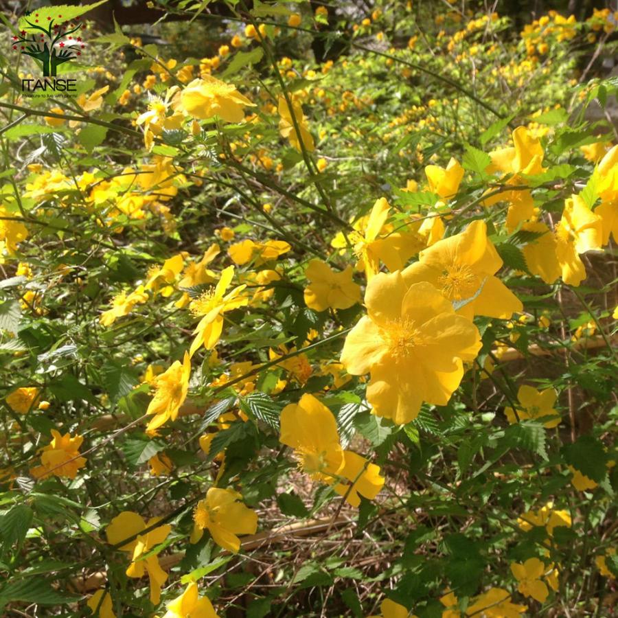 ITANSE ヤマブキ(山吹) 一重咲き 庭木 4.5号ポット苗 1個売り 庭木 植木 花木 観賞用 プレゼント 贈答 flower 送料無料 イタンセ公式｜itanse｜07