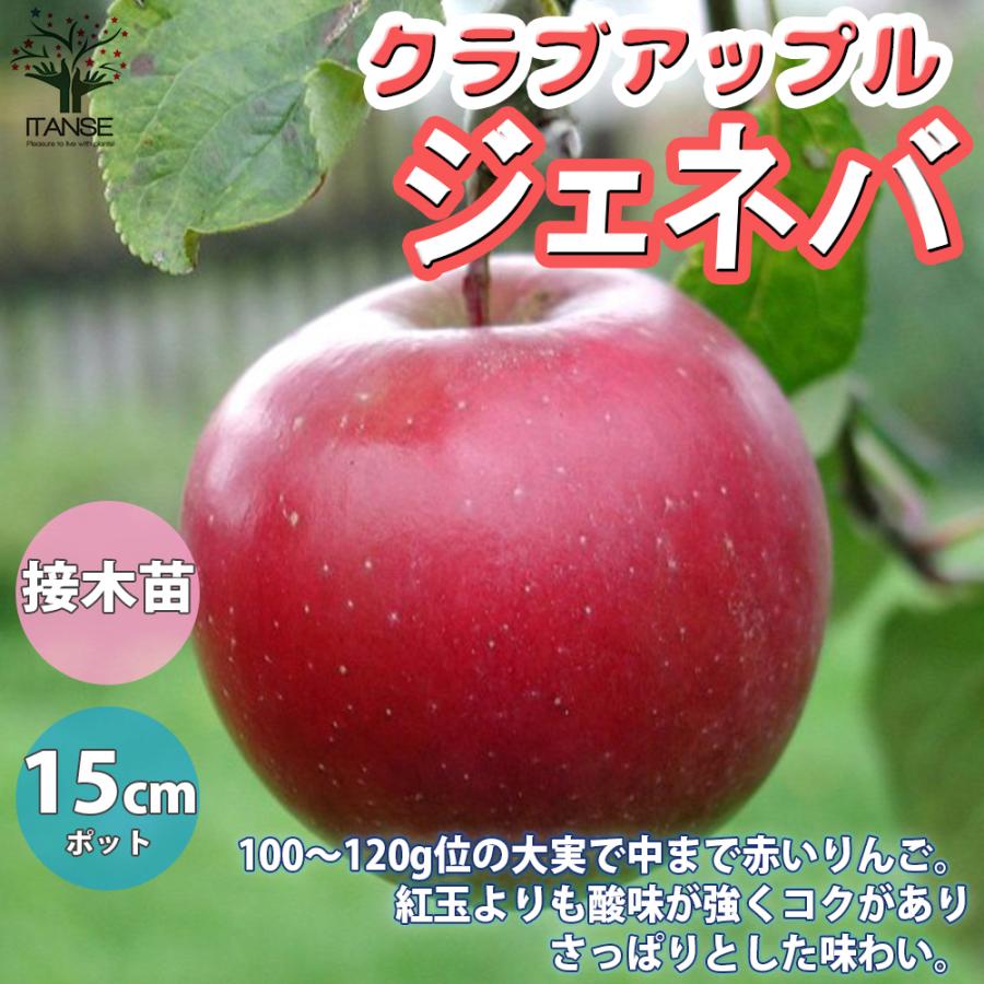 ITANSE クラブアップル ジェネバ 庭木 接木苗 5号接木苗 1個売り 植木