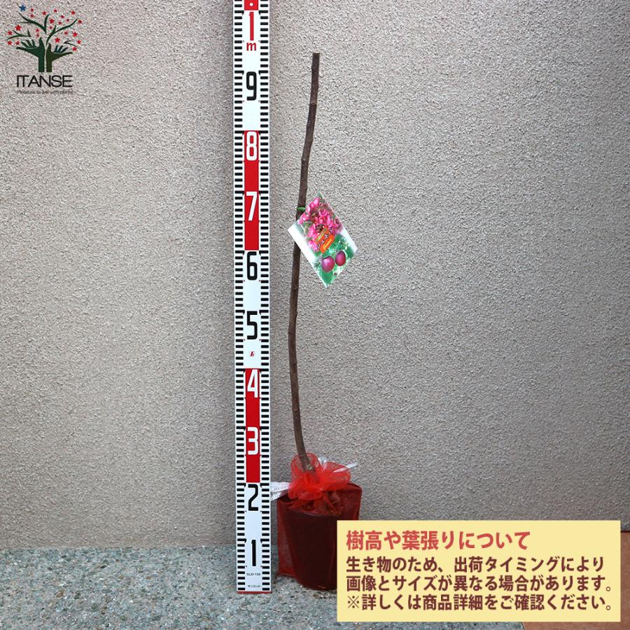 ITANSE クラブアップル ジェネバ 庭木 接木苗 5号接木苗 1個売り 植木