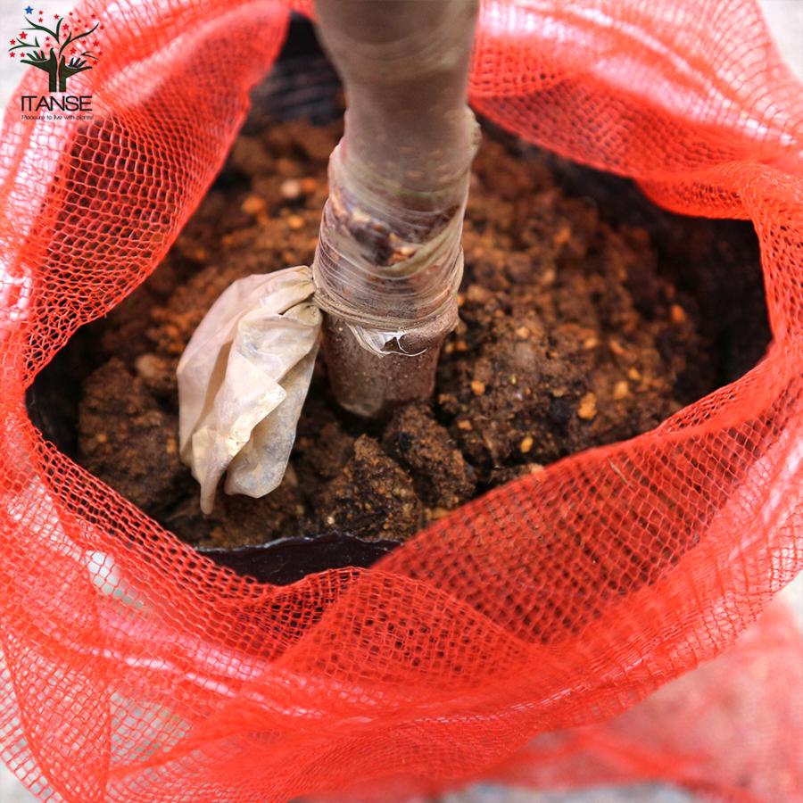 ITANSE クラブアップル ジェネバ 庭木 接木苗 5号接木苗 1個売り 植木