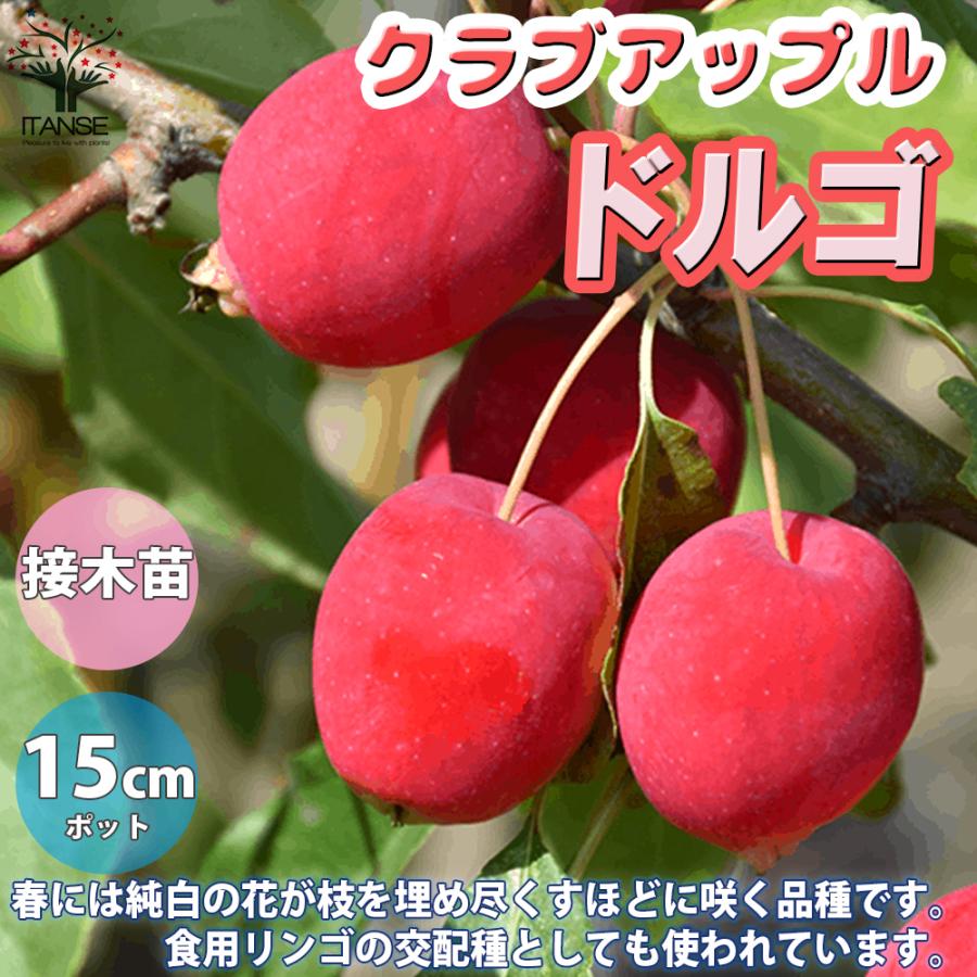 ドルゴクラブリンゴ　10キロ ITANSE クラブアップル ドルゴ 庭木 接木苗 5号接木苗 1個売り 植木