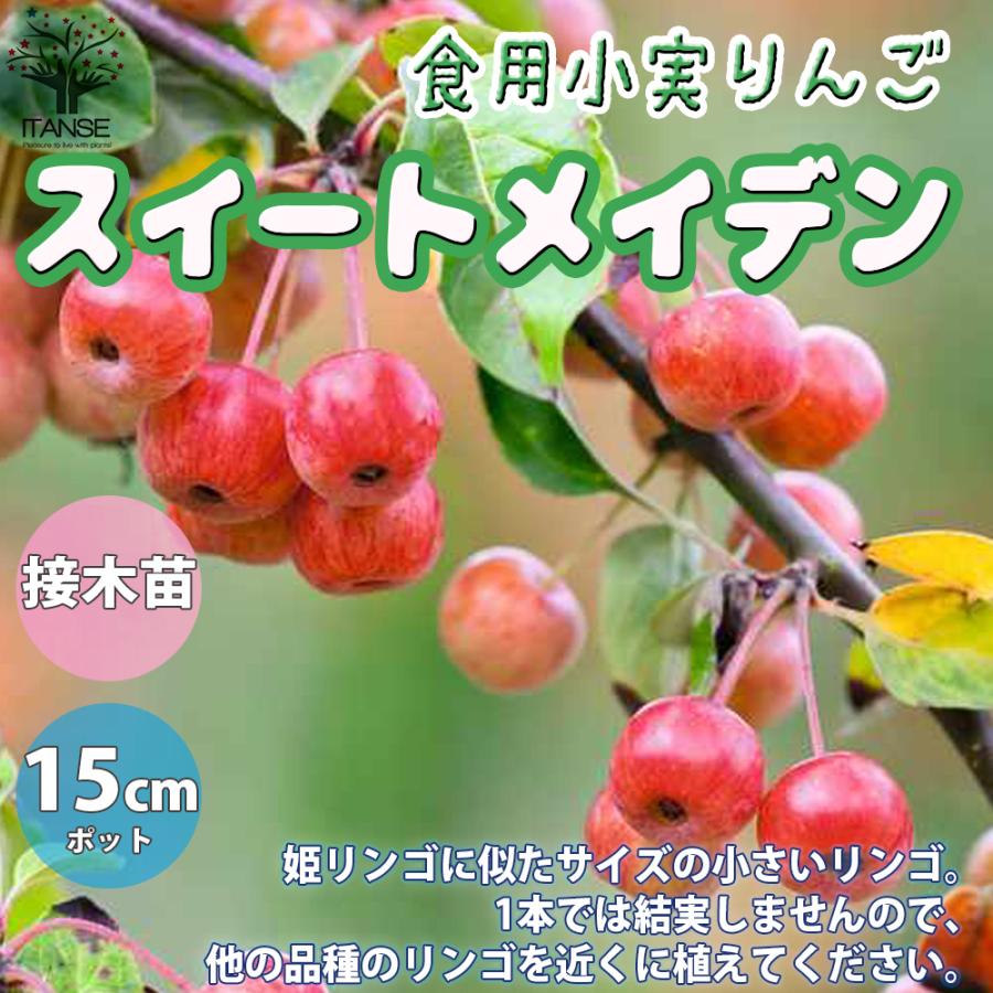 食用小実リンゴ スイートメイデン 庭木 接木苗 5号接木苗 1個売り 植木 観賞用 新生活 プレゼント 贈答 ジャム シードル 送料無料 Tre 野菜苗 植物 青果物販売のitanse 通販 Yahoo ショッピング
