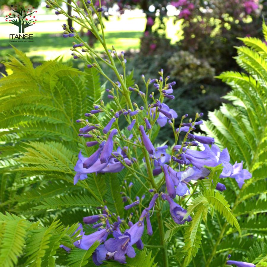 ジャカランダ ブルーブロッサム ビューイング 庭木 5号ポット苗 1個売り 植木 観賞用 贈答 新生活 花木 送料無料 プレゼント 人気ブランド多数対象