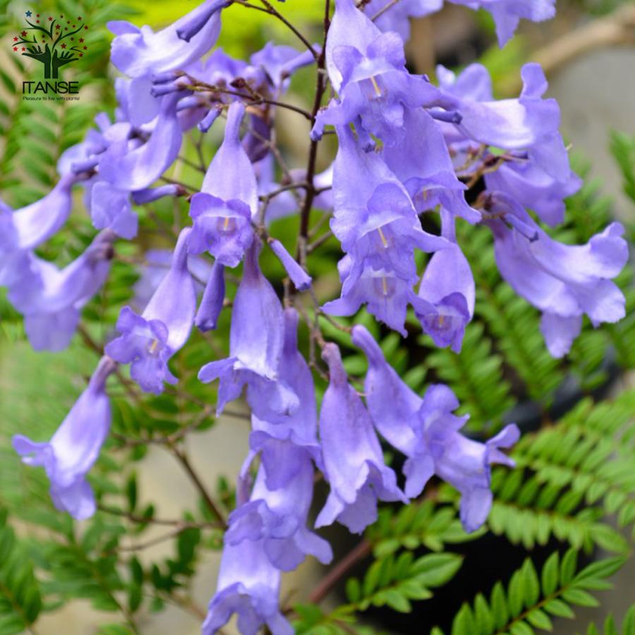 ジャカランダ ブルーブロッサム ビューイング 庭木 5号ポット苗 1個売り 植木 観賞用 贈答 新生活 花木 送料無料 プレゼント 人気ブランド多数対象