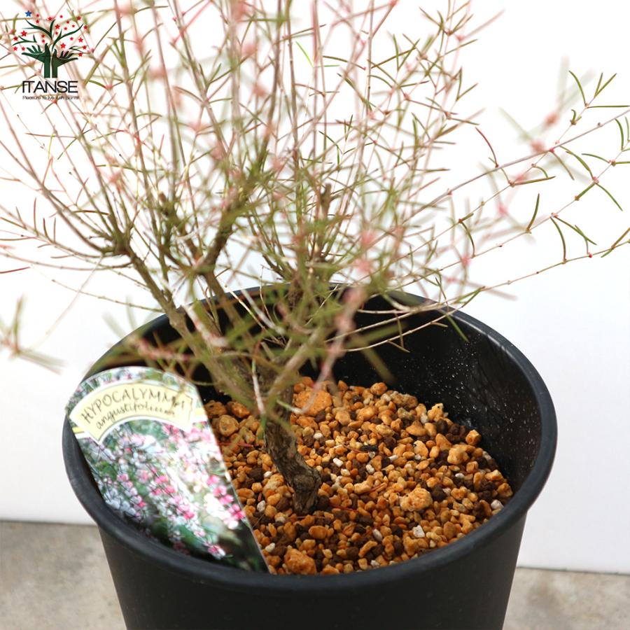 ITANSE ヒポカリマ ピンク 常緑低木 庭木 6号鉢 1個売り 植木 花木