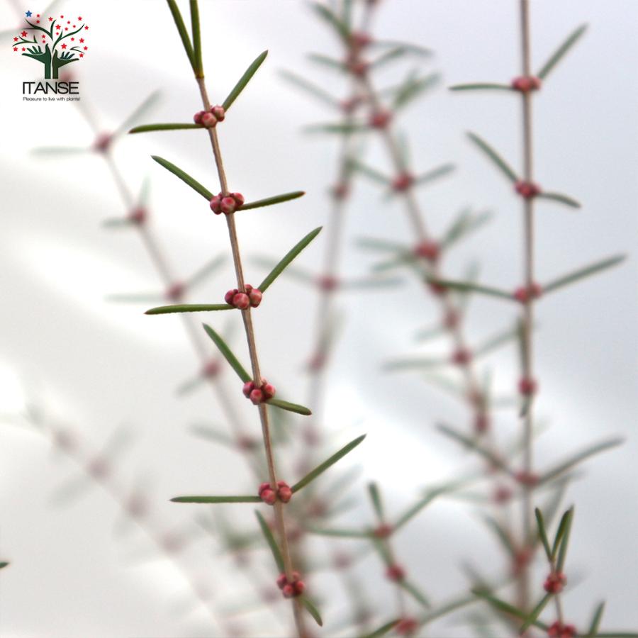 ITANSE ヒポカリマ ピンク 常緑低木 庭木 6号鉢 1個売り 植木 花木