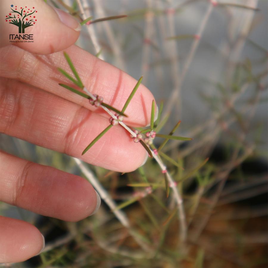 ITANSE ヒポカリマ ピンク 常緑低木 庭木 6号鉢 1個売り 植木 花木