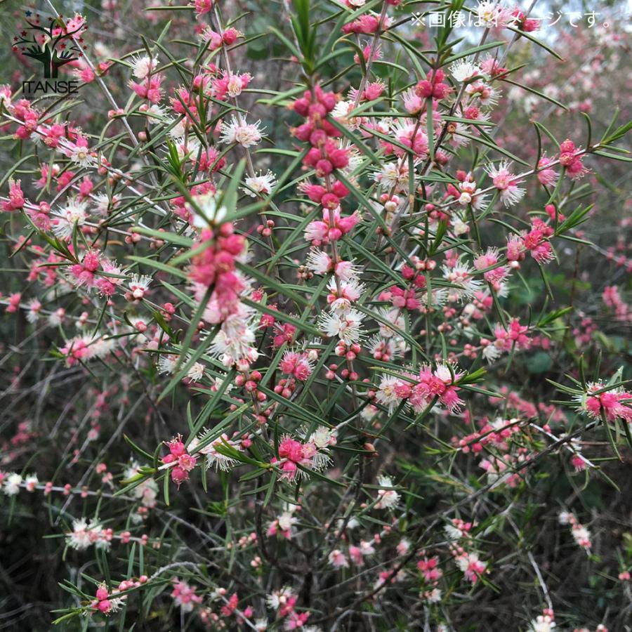 ヒポカリマ ピンク 常緑低木 庭木 6号鉢 1個売り 庭木 植木 花木 観賞用 新生活 プレゼント ボタニカルライフ 送料無料 Tre 野菜苗 植物 青果物販売のitanse 通販 Yahoo ショッピング