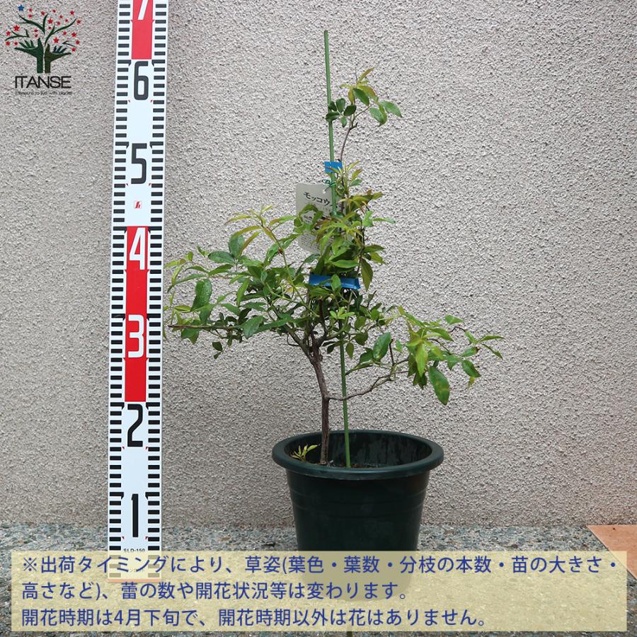 ITANSE モッコウバラ 八重咲き黄花 6号大苗 1個売り 庭木 植木 花木 観賞用 新生活 プレゼント 贈答 送料無料 イタンセ公式｜itanse｜03