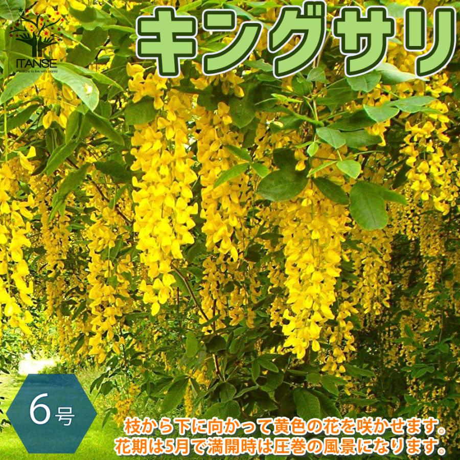 キングサリの苗 庭木 6号鉢 1個売り 庭木 植木 花木 観賞用 新
