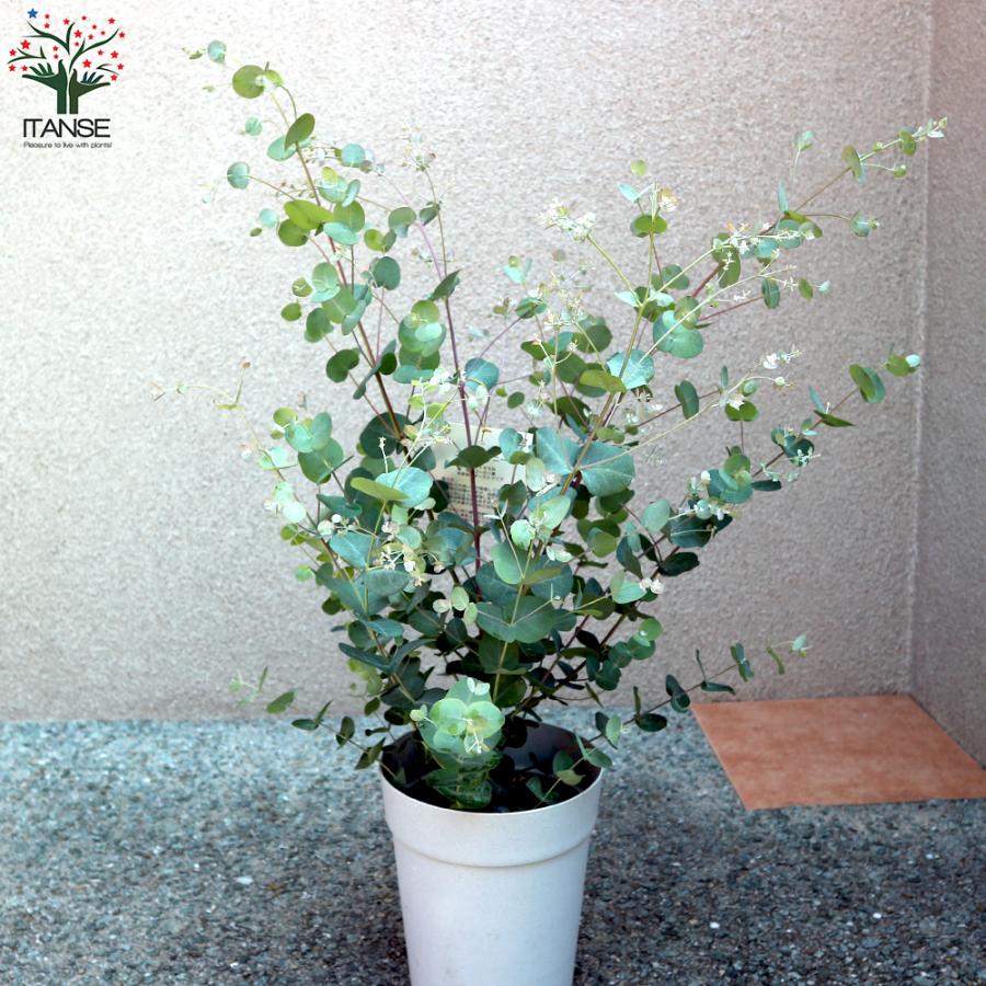 ユーカリの苗木 グニー 6号ポット 1個売り 庭木 植木 花木 観賞用 新生活 プレゼント 贈答 送料無料 Tre 野菜苗 植物 青果物販売のitanse 通販 Yahoo ショッピング